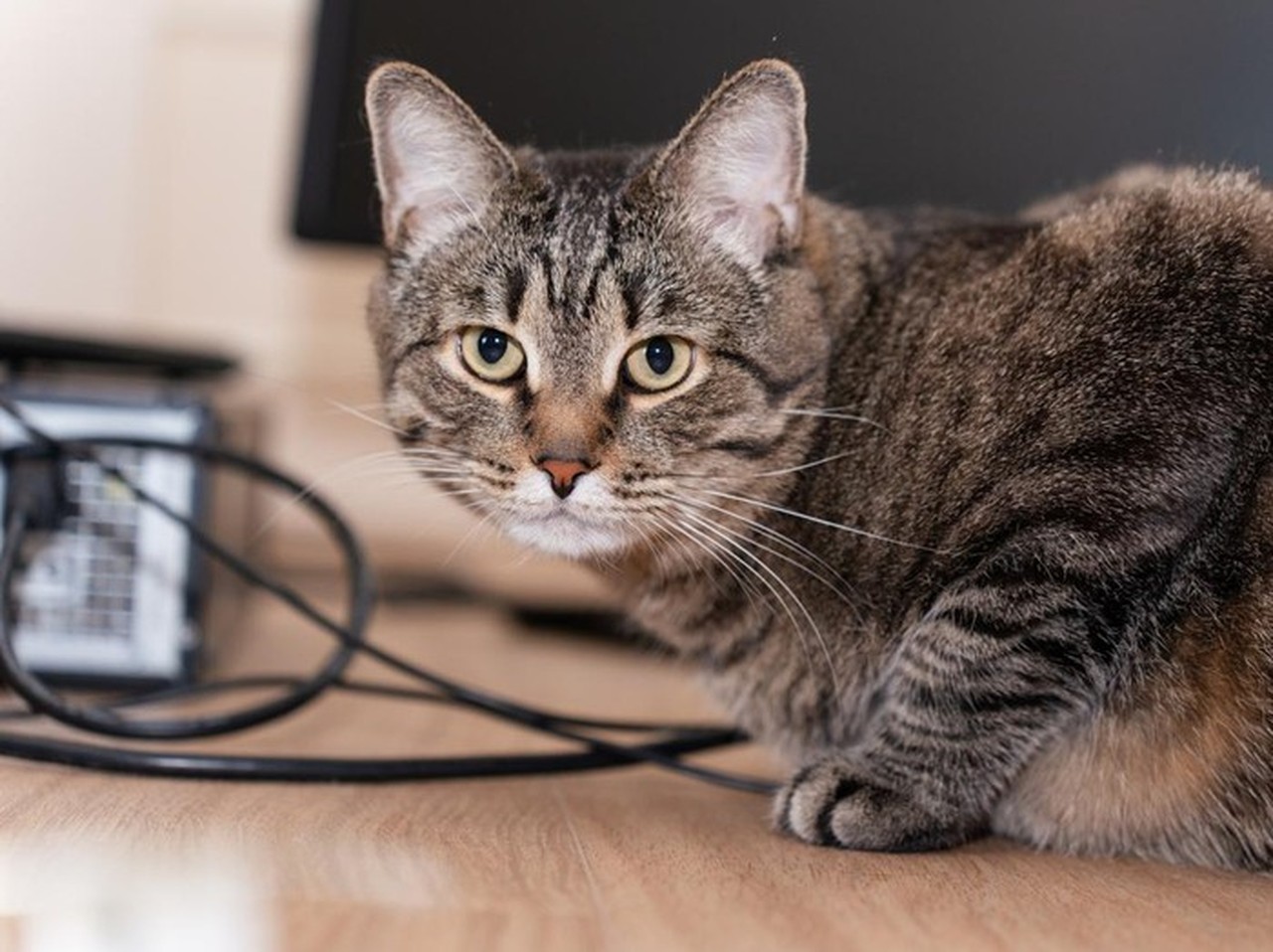 Pensiunan ASN di Blora Tendang Kucing hingga Mati, Terancam Hukuman 1 Tahun Penjara