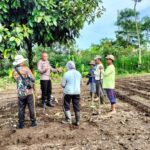 Ipda Subamia: Inovasi Budidaya Jahe Gajah Dongkrak Ekonomi Petani Bangli