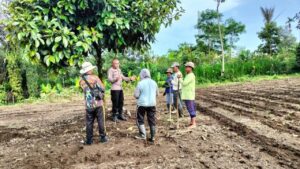 Ipda Subamia: Inovasi Budidaya Jahe Gajah Dongkrak Ekonomi Petani Bangli