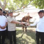 Prabowo Salurkan Bantuan Sapi Rp 72 M untuk Korban Bencana Aceh, Dibagikan Hari Ini