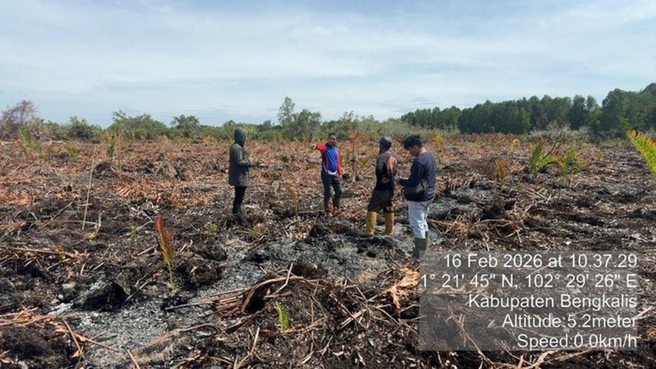 Dalih Bakar Sarang Tawon, Pria di Bengkalis Ditangkap Terkait Kebakaran Lahan 3 Hektare