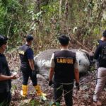 Polda Riau Telusuri Sindikat Penjual Gading Gajah untuk Jerat Pemburu Liar