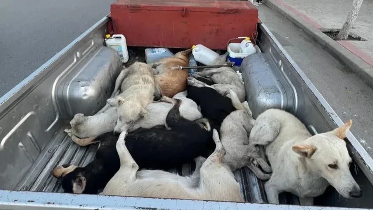 Maroko Dituding Akan Bantai Jutaan Anjing Liar Jelang Piala Dunia 2030 Maroko Dituding Akan Bantai Jutaan Anjing Liar Jelang Piala Dunia 2030