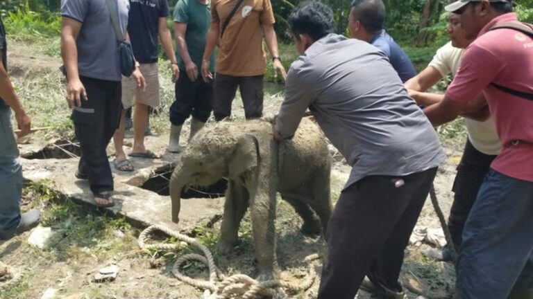 Anak Gajah Terperosok Septic Tank Picu Amukan Kawanan Gajah di Riau, Mes Karyawan Rusak