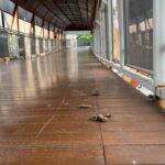 Kotoran Kucing Kembali Cemari Skywalk Kebayoran Lama, Warga Keluhkan Kebersihan