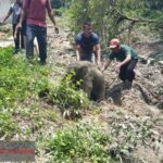 Kawanan Gajah Mengamuk di Riau Setelah Anak Gajah Terperosok Septic Tank