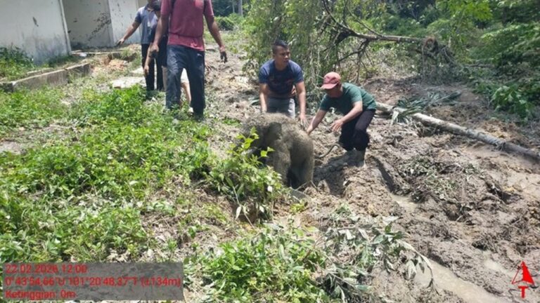 Kawanan Gajah Mengamuk di Riau Setelah Anak Gajah Terperosok Septic Tank