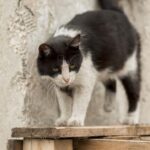 Pensiunan ASN Blora Tendang Kucing Hingga Mati, Akui Kesalahan dan Minta Maaf