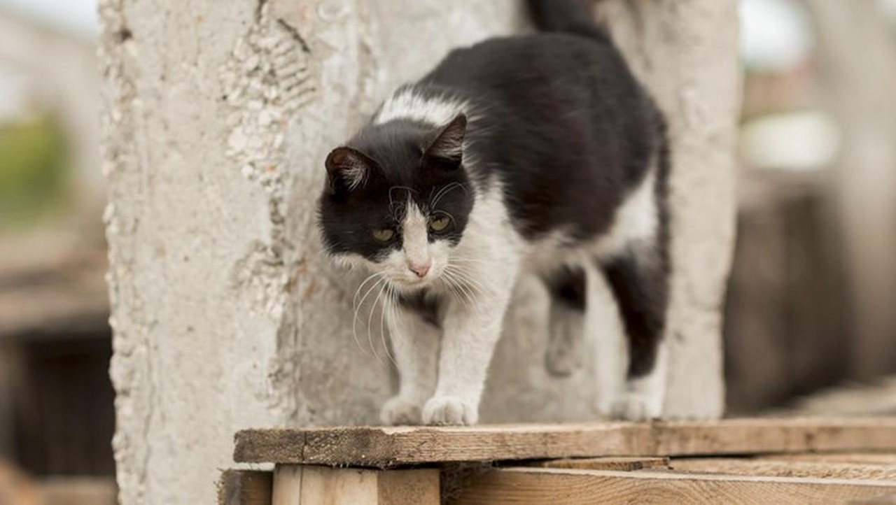 Pensiunan ASN Blora Tendang Kucing Hingga Mati, Akui Kesalahan dan Minta Maaf