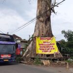 Pohon Randu Alas 250 Tahun di Borobudur Akan Ditebang, Sebagian Dijadikan Monumen