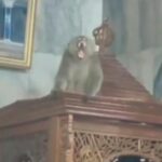 Monyet Liar Masuk Masjid Cakung, Damkar Jakarta Timur Berhasil Evakuasi