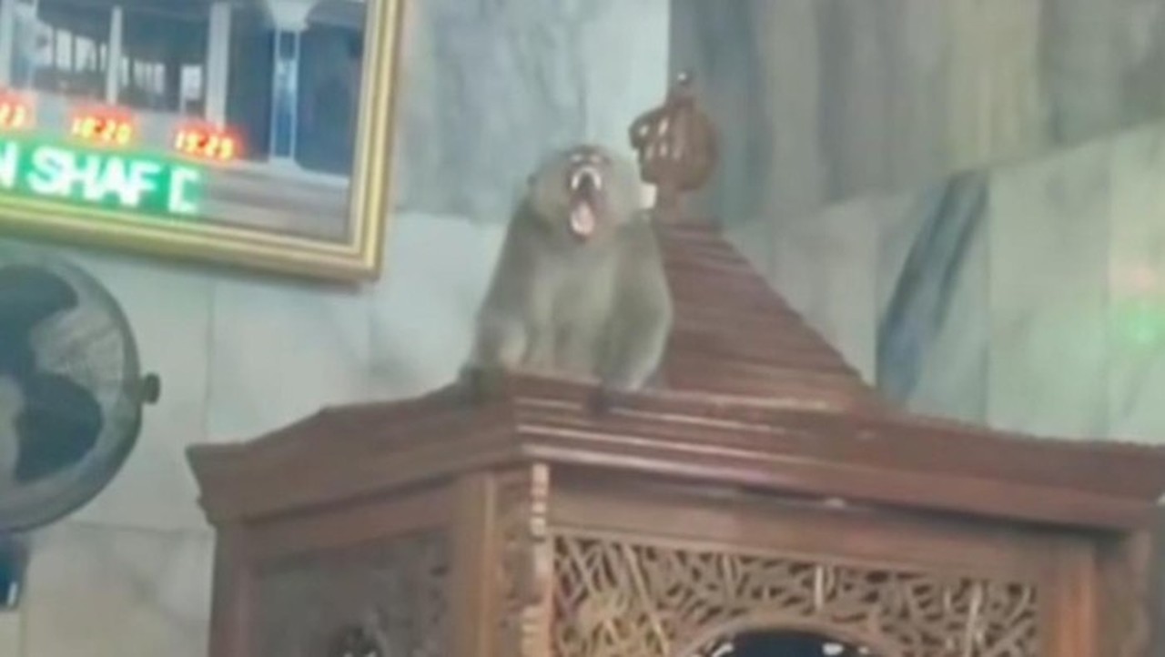 Monyet Liar Masuk Masjid Cakung, Damkar Jakarta Timur Berhasil Evakuasi