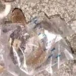 Remaja Sukoharjo Digigit Ular Kobra Diduga Terjebak di Selotip Paket yang Dibuang