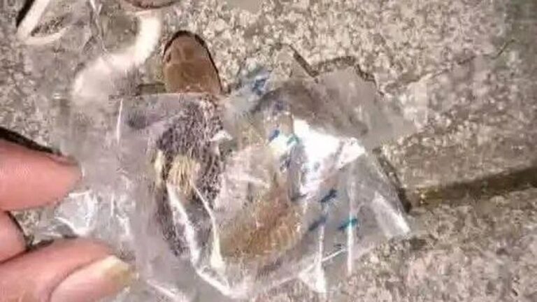 Remaja Sukoharjo Digigit Ular Kobra Diduga Terjebak di Selotip Paket yang Dibuang Remaja Sukoharjo Digigit Ular Kobra Diduga Terjebak di Selotip Paket yang Dibuang