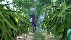 Petani Buah Naga Banyuwangi Berkembang Pesat Berkat Program Klasterku Hidupku dari BRI