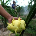 Petani Buah Naga Banyuwangi Bentuk Klaster untuk Jaga Stabilitas Harga dan Kualitas